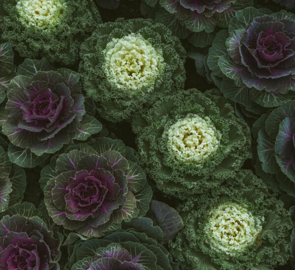 brassica bloem veldboeket