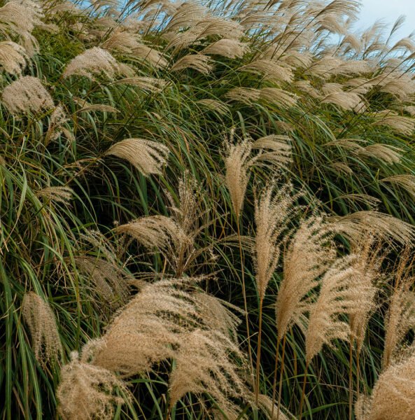 miscanthus veldboeket