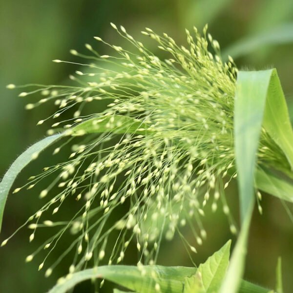 panicum fountain