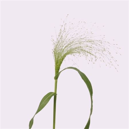 panicum siergras