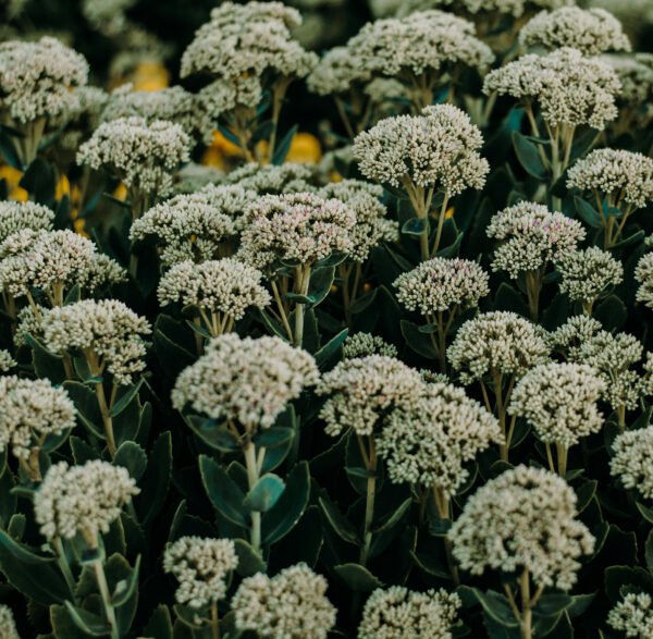 sedum bloem veldboeket