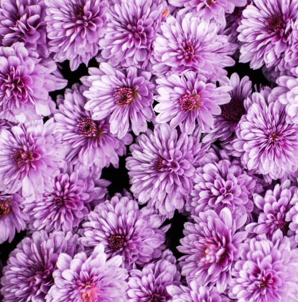 troschyrsant bloem veldboeket