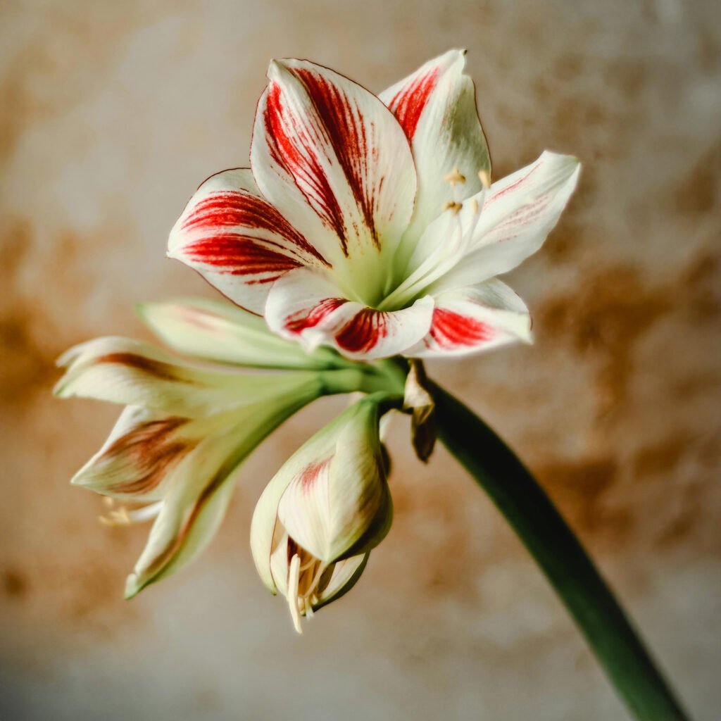 amaryllis