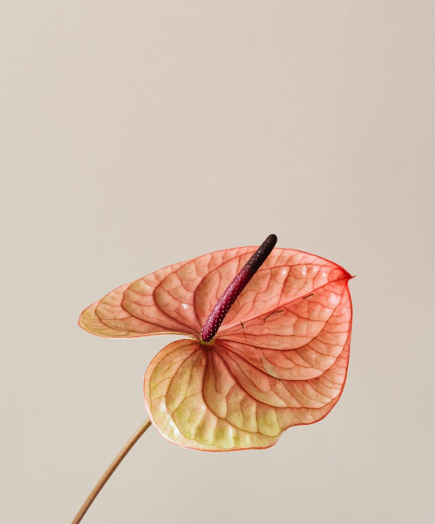 anthurium