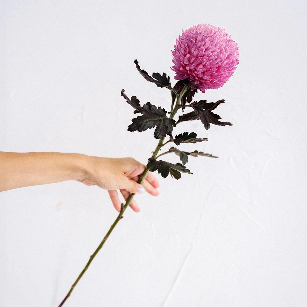 pluis chrysant giftig