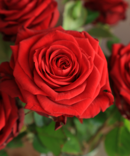 rode rozen bestellen