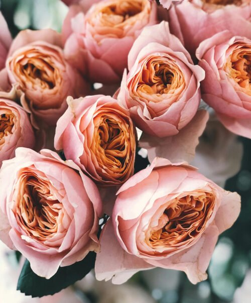 rozen abonnement