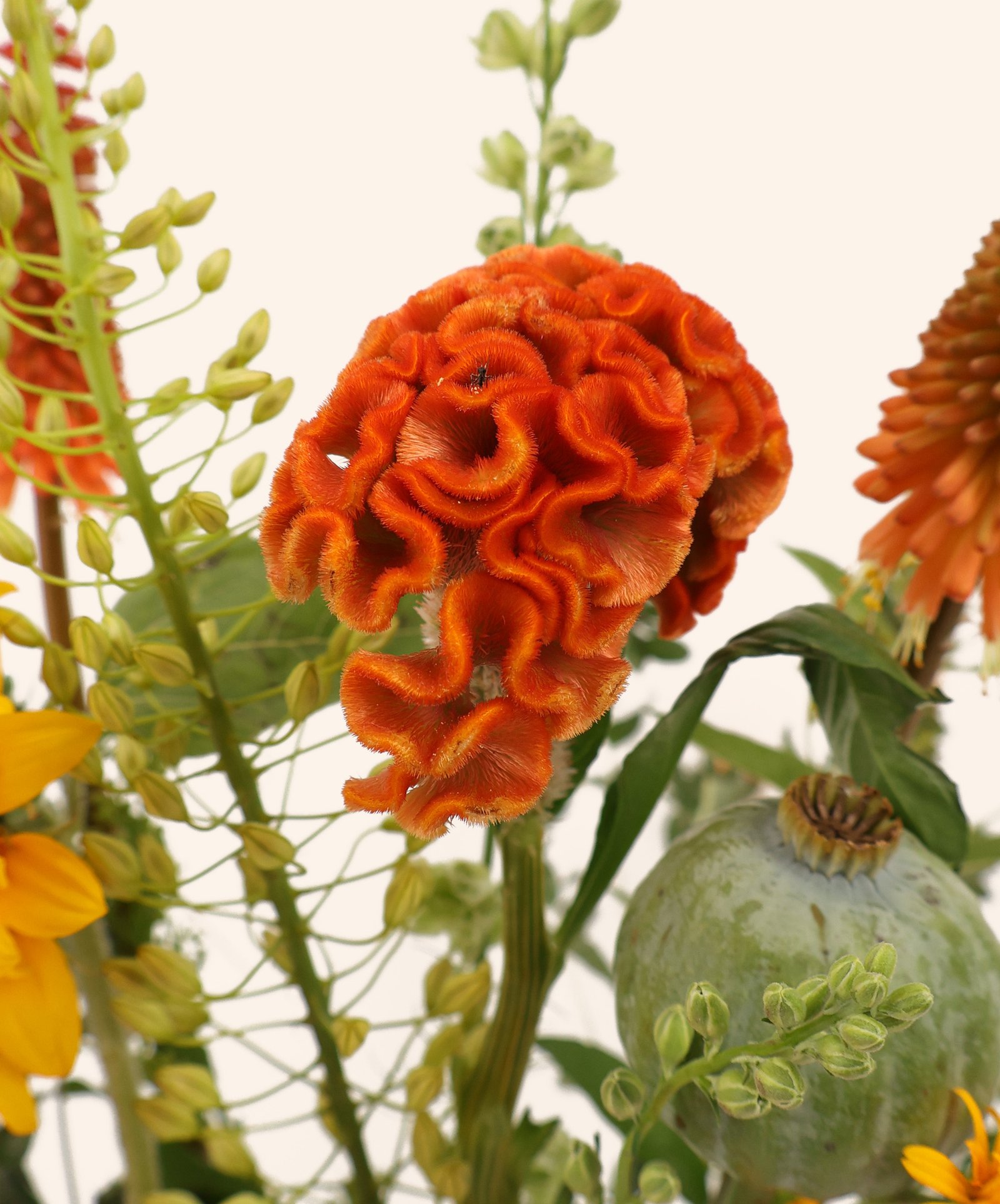 celosia
