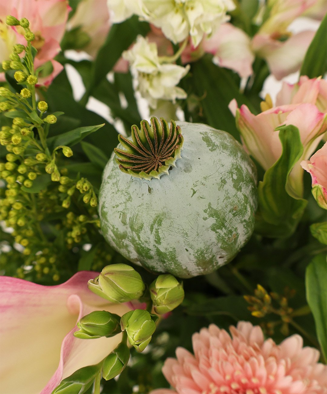 klass papaver site