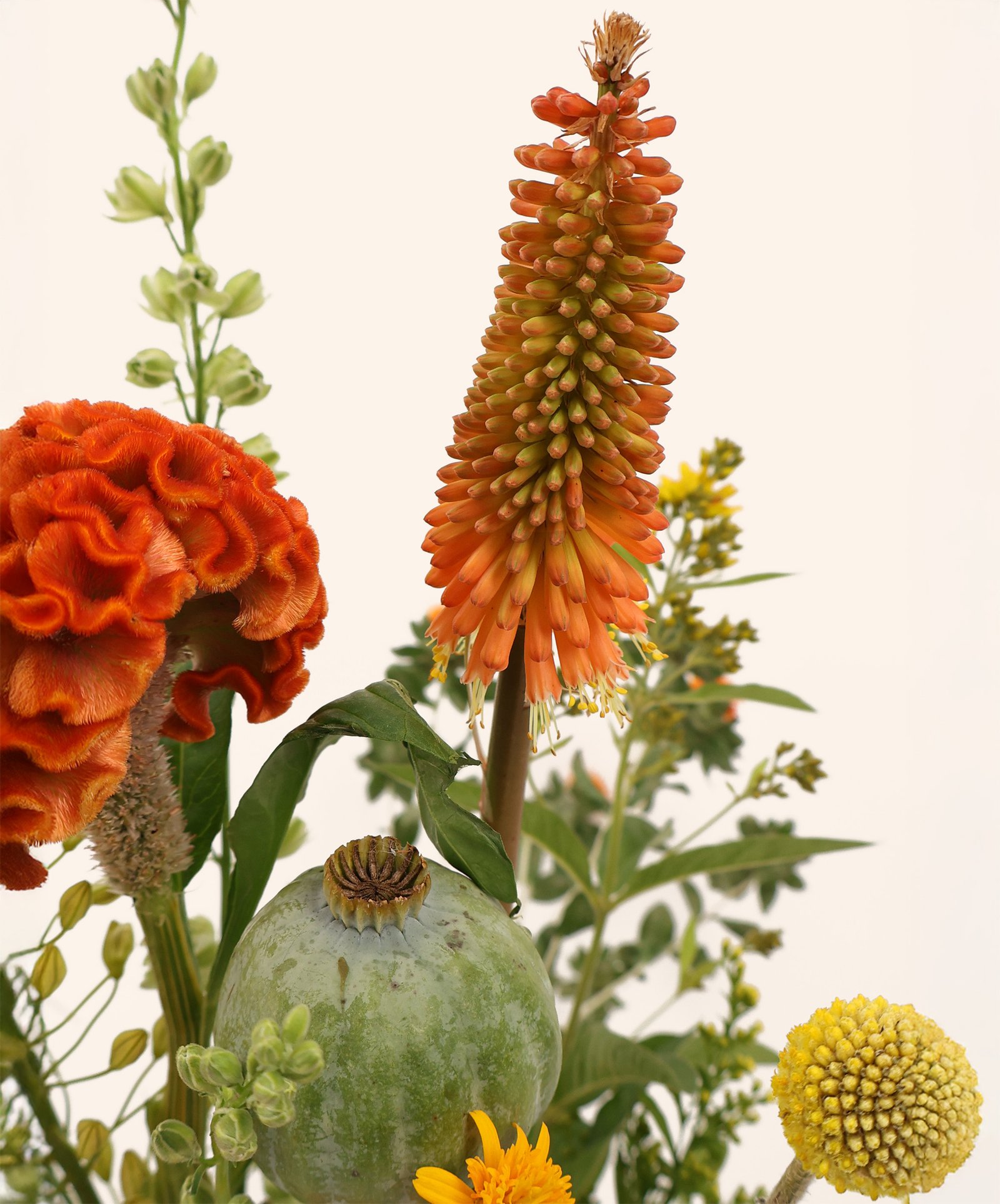 knipofia