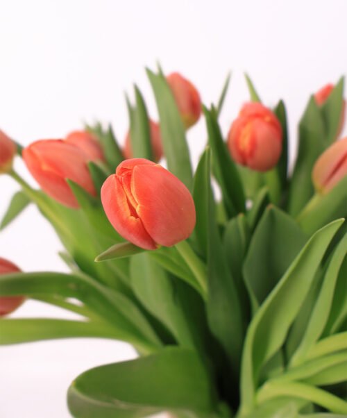 Tulpen - Afbeelding 2