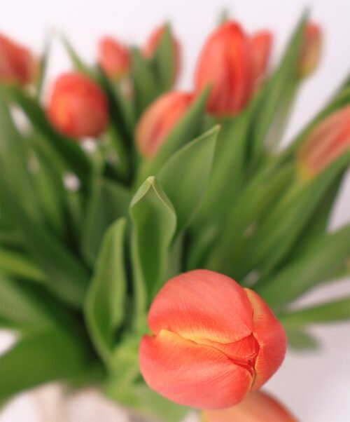 Tulpen - Afbeelding 3