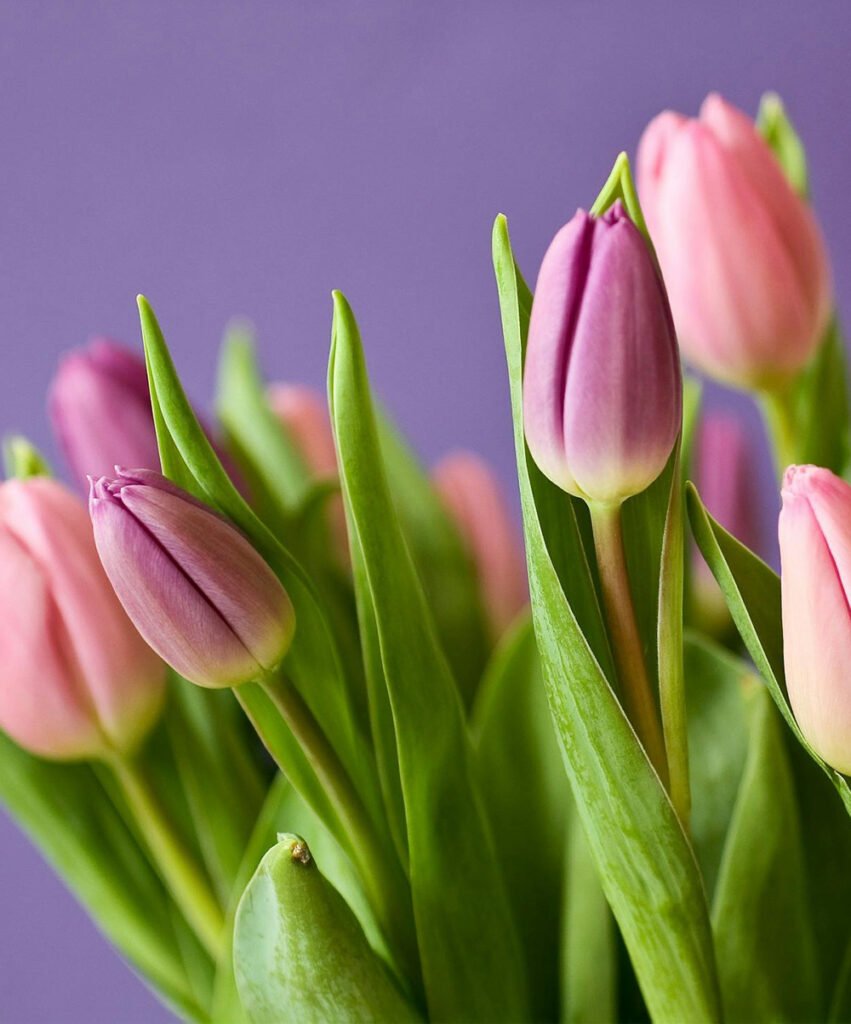tulp