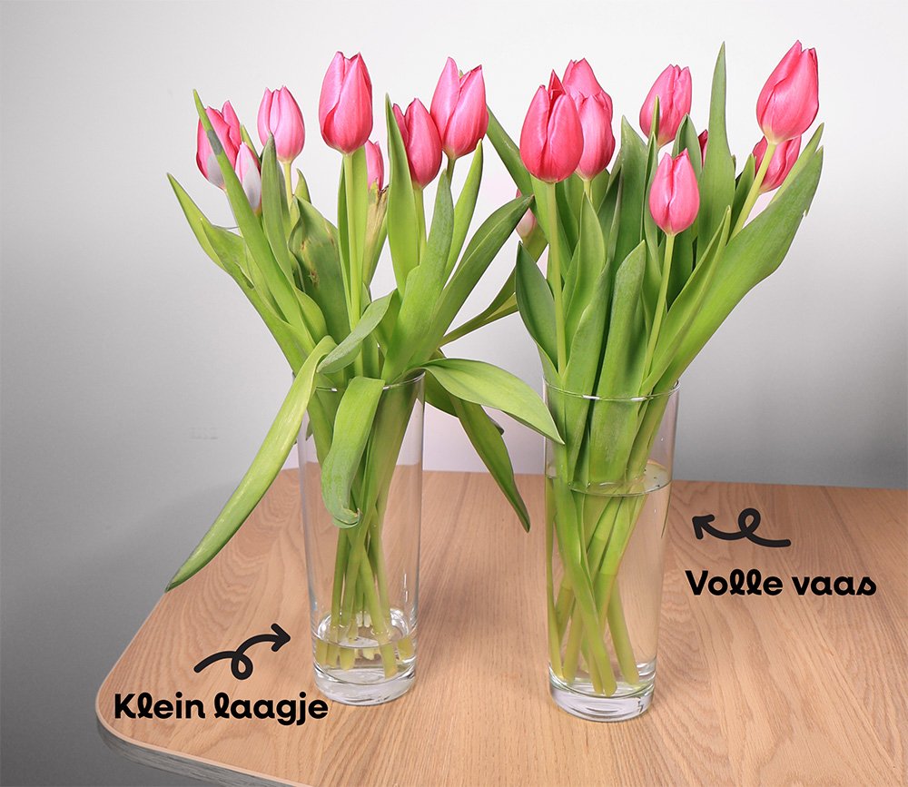 tulpen langer mooi