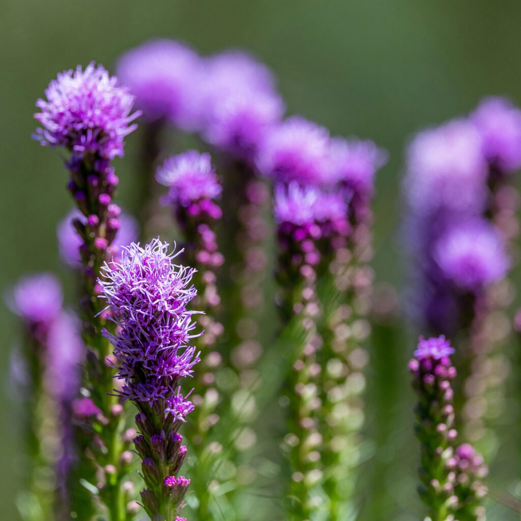 LIATRIS