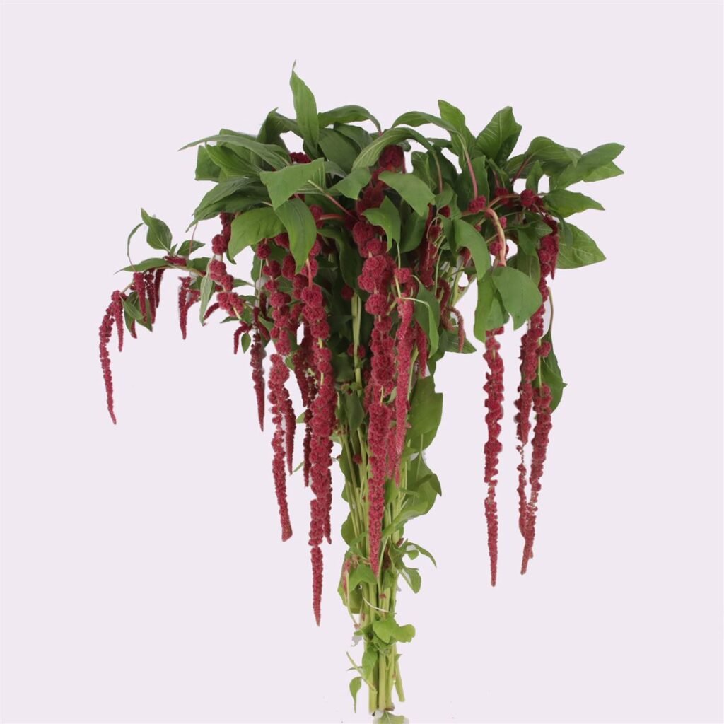amaranthus zomerbloem