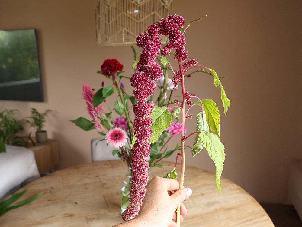 amaranthus zomerbloem