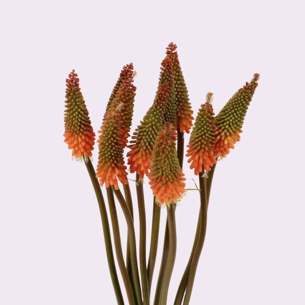 knipofia