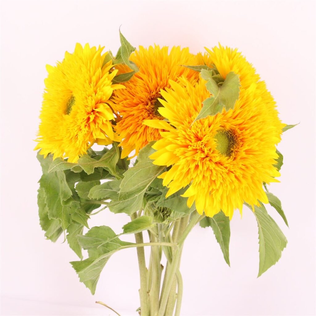 zonnebloem teddy