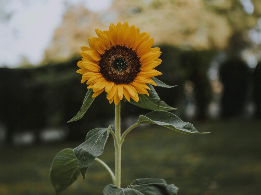zonnebloem zomerbloem