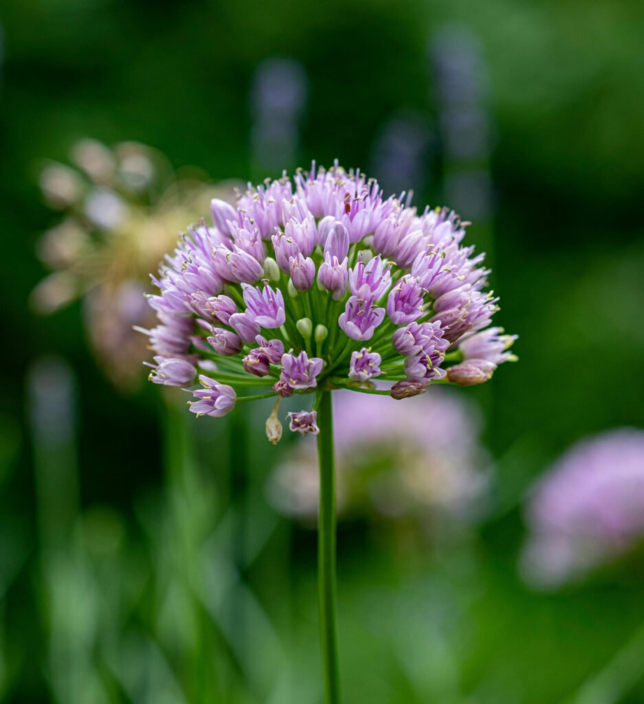 allium betekenis