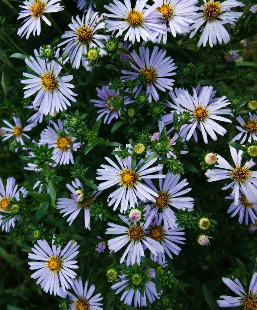 aster geboortebloem betekenis september