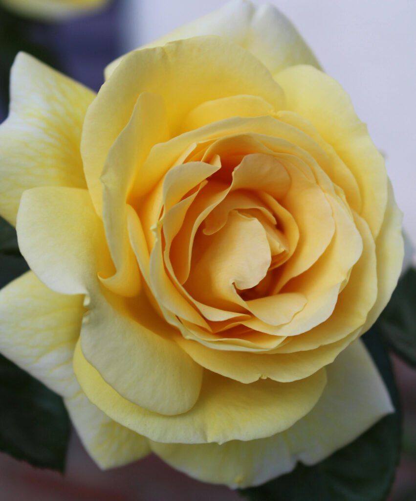 gele roos