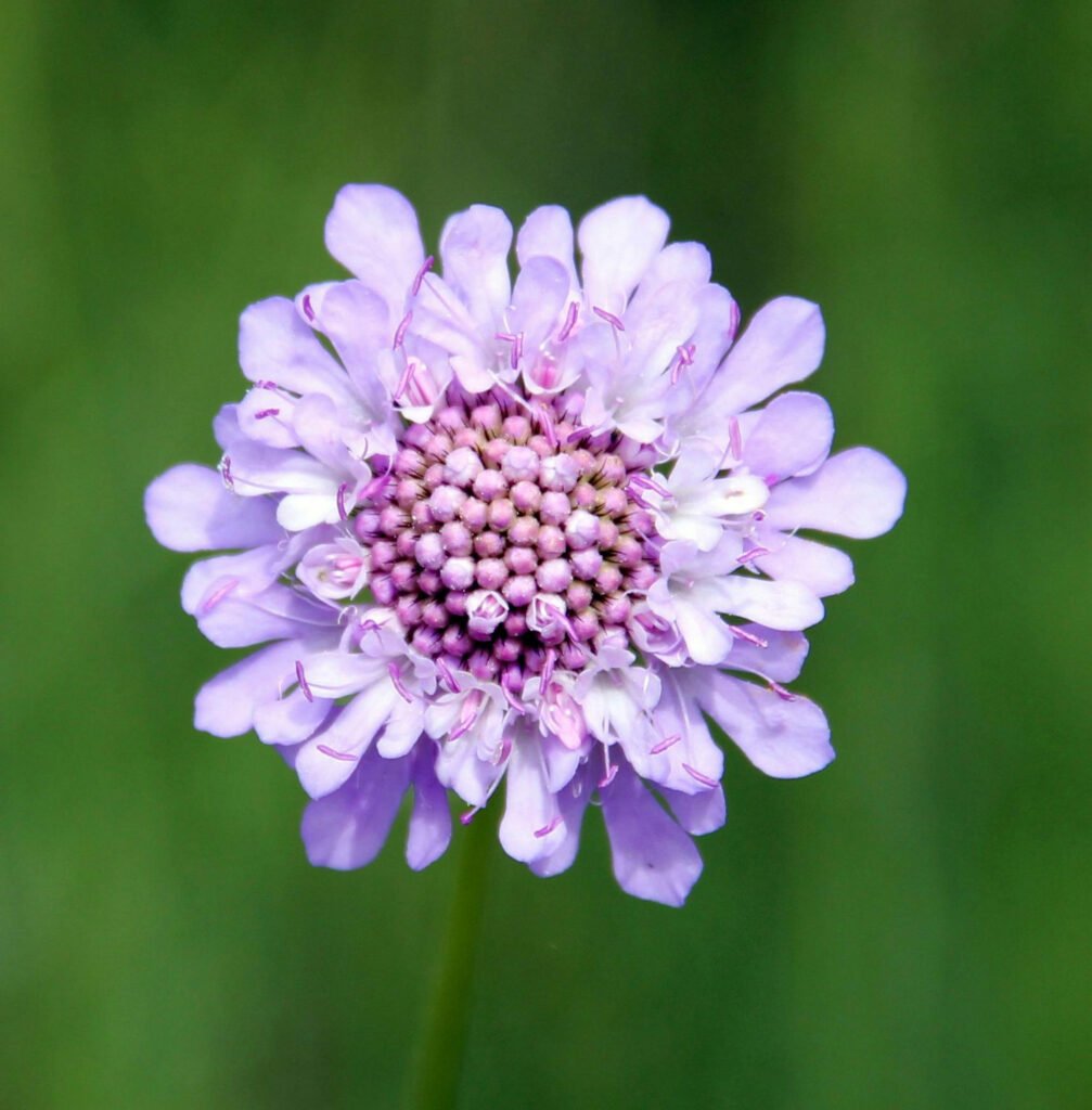 betekenis scabiosa