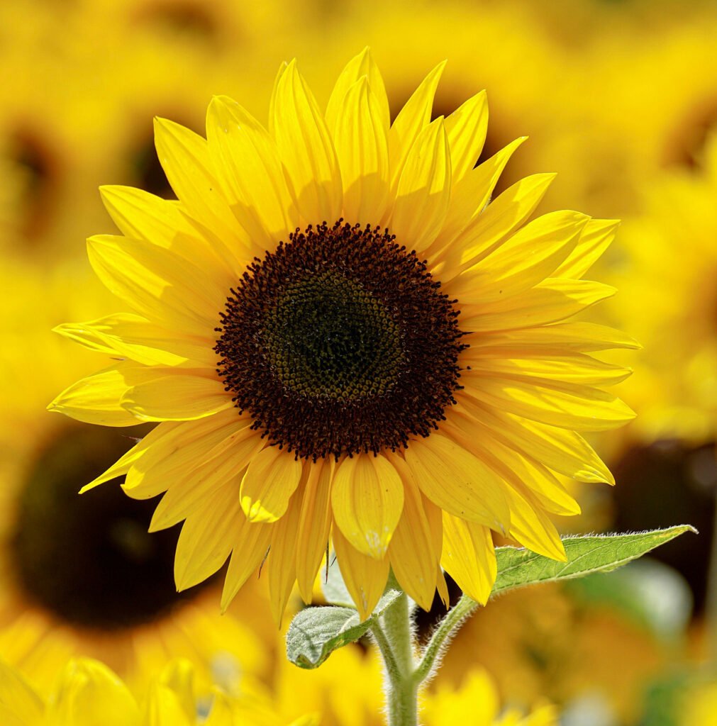 betekenis zonnebloem