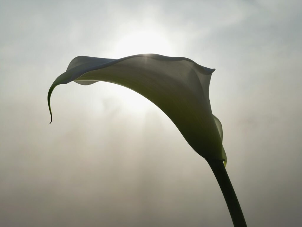 calla mooiste bloem