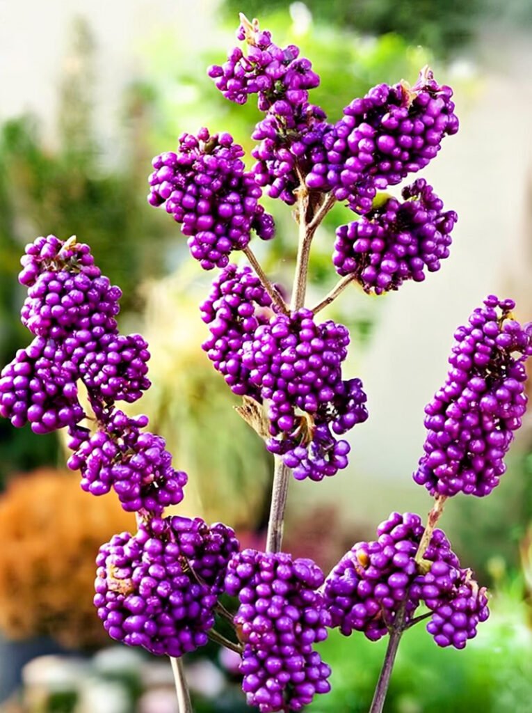 callicarpa