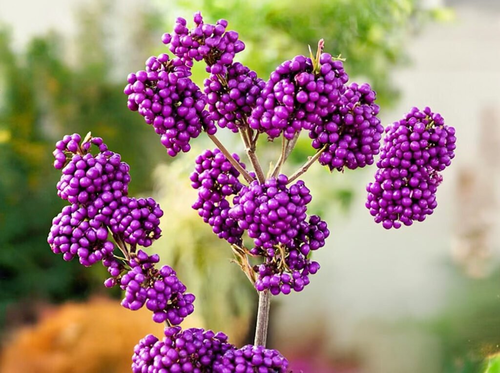 callicarpa mooiste bloem