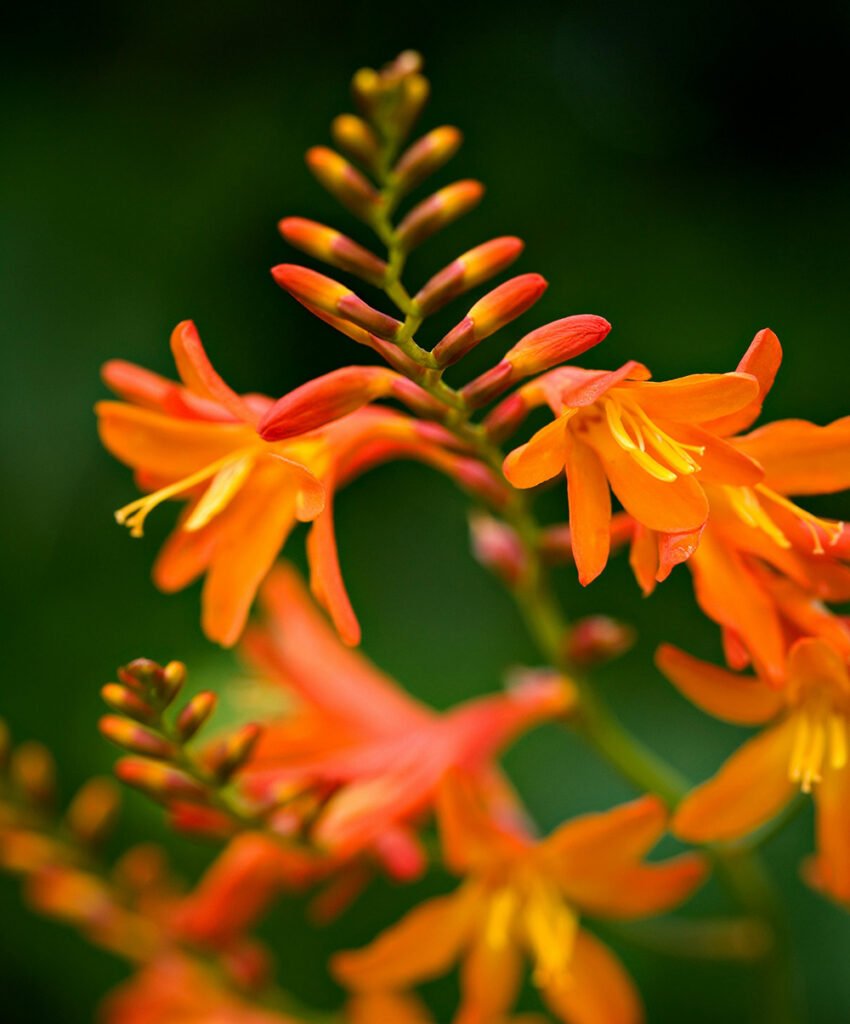 crocosmia