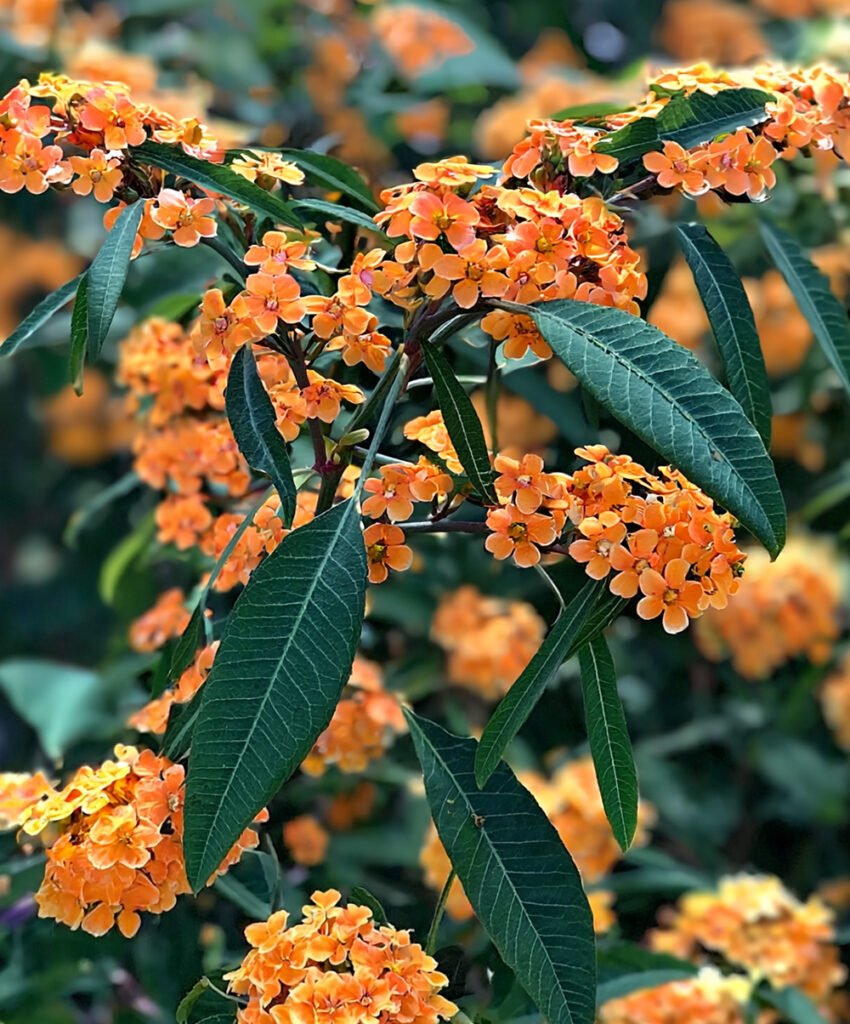 euphorbia