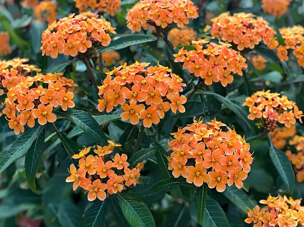 euphorbia mooiste bloemen