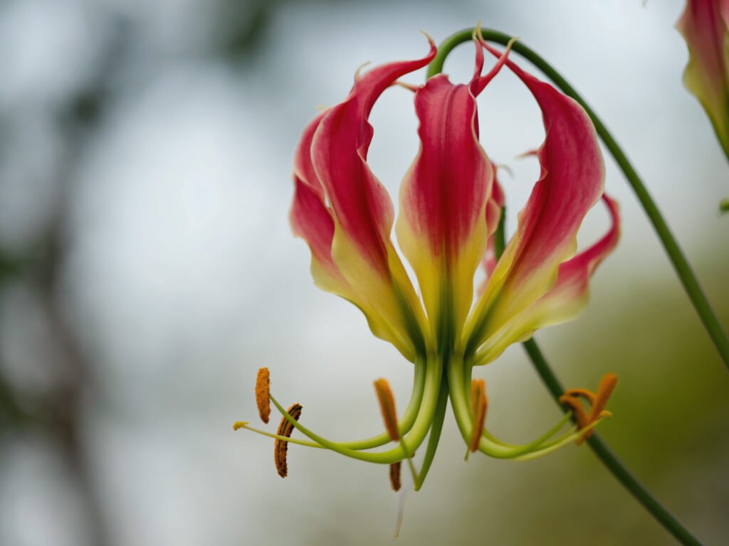 gloriosa mooiste bloem