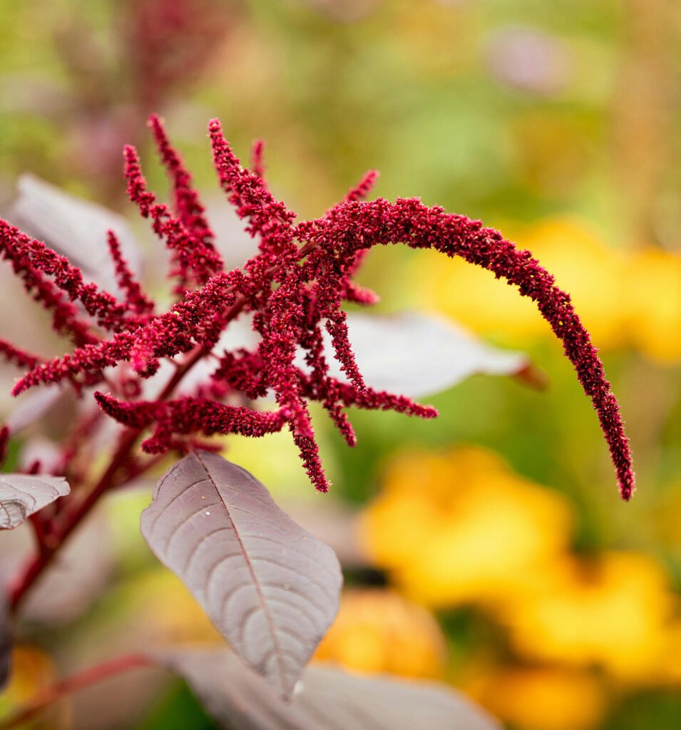 hangamaranthus betekenis