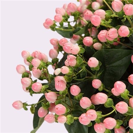 hypericum