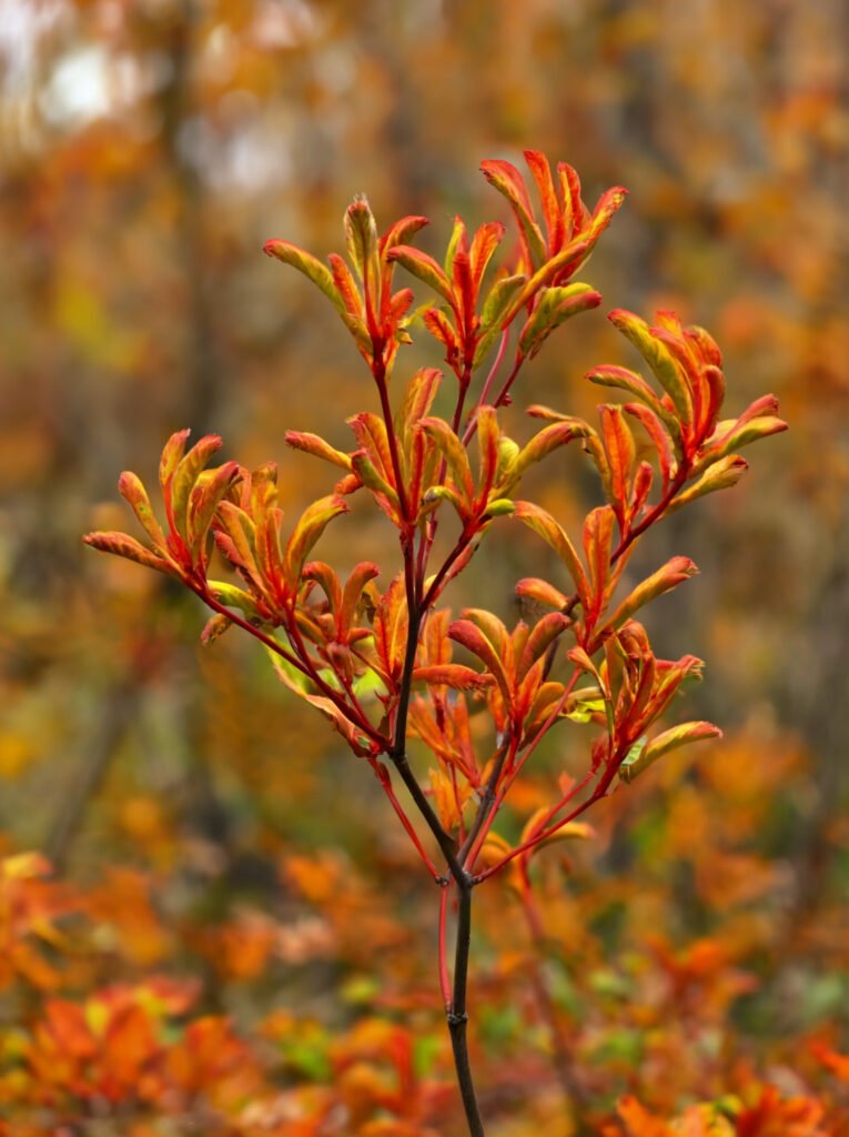 kangoeroepootje herfstbloem