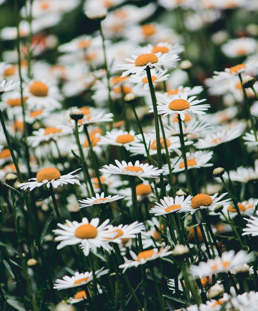 Madeliefje geboortebloem betekenis april