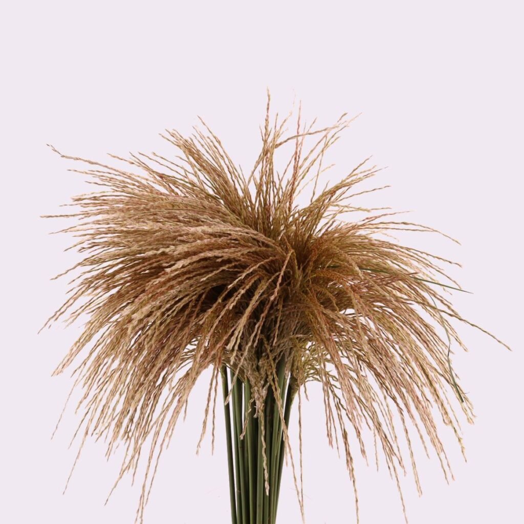 miscanthus