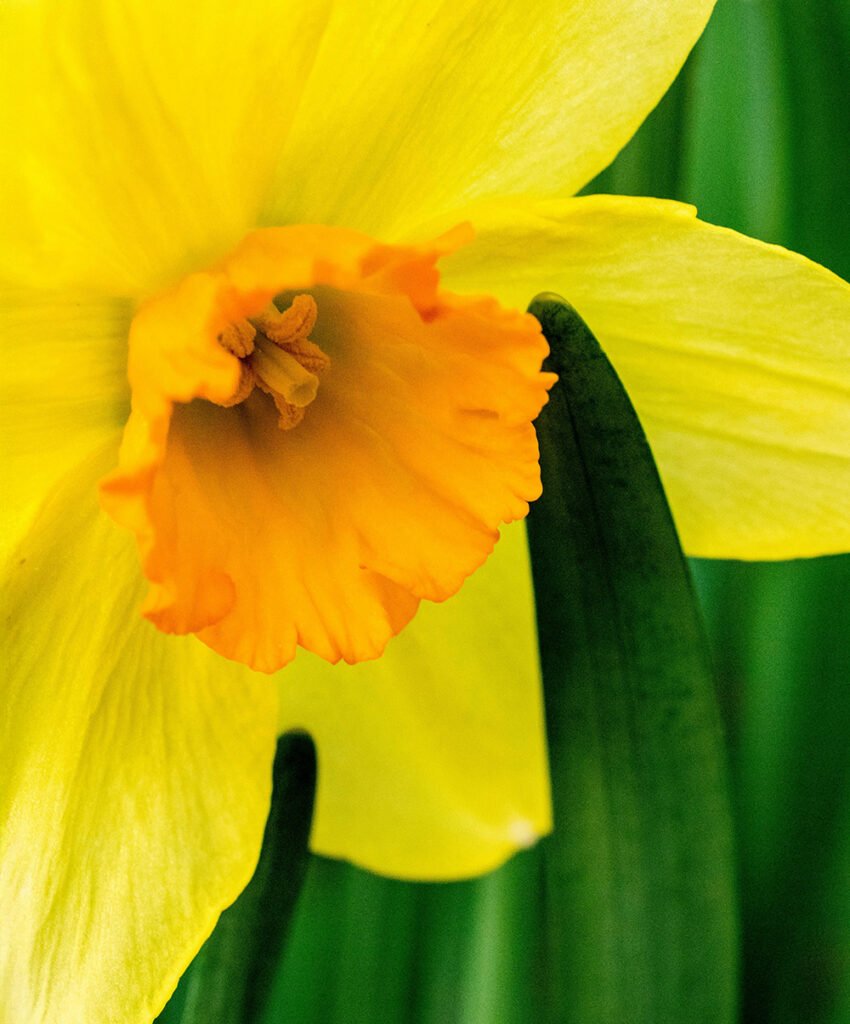 Narcis geboortebloem betekenis maart