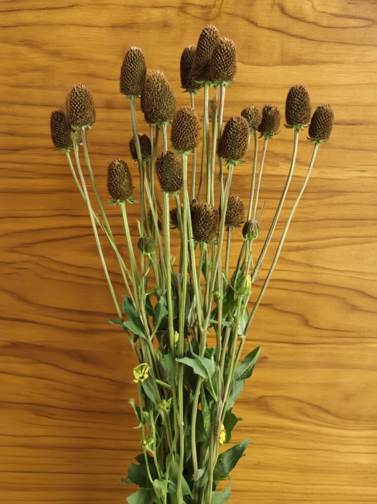 rudbeckia herfstbloem