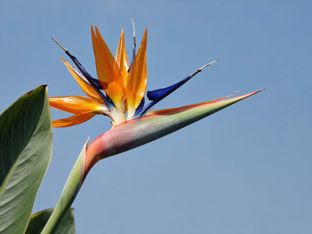 strelitzia mooiste bloem