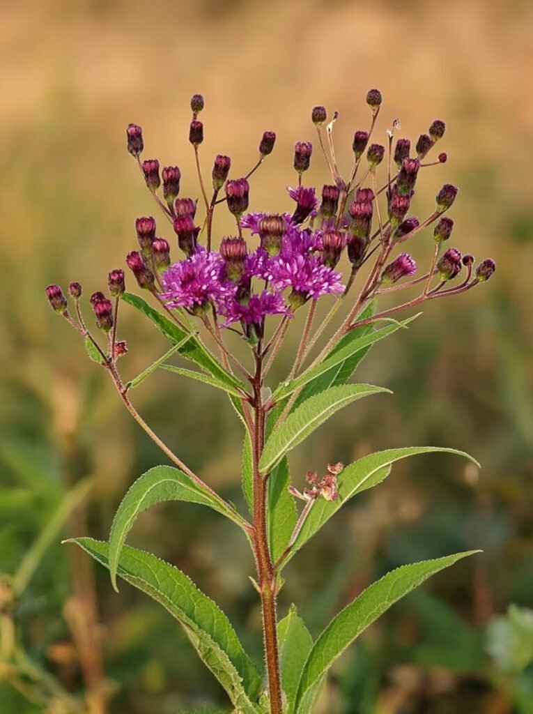 vernocia crinita herfstbloem