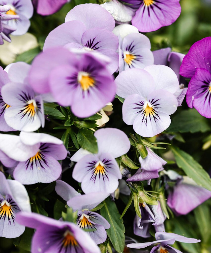Viooltje geboortebloem betekenis februari