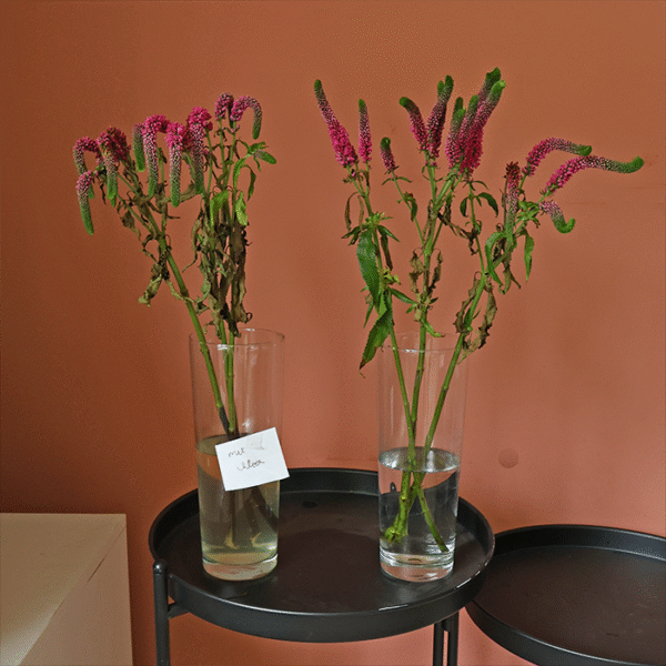 bleek bloemen hangen