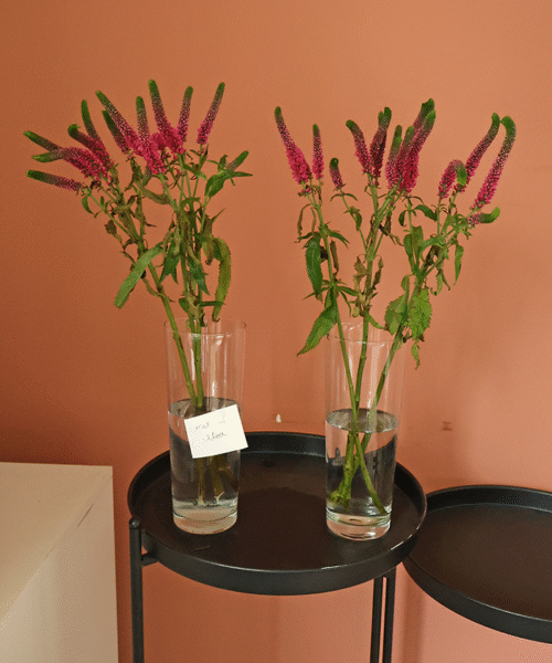 dag 1 bleek bloemen