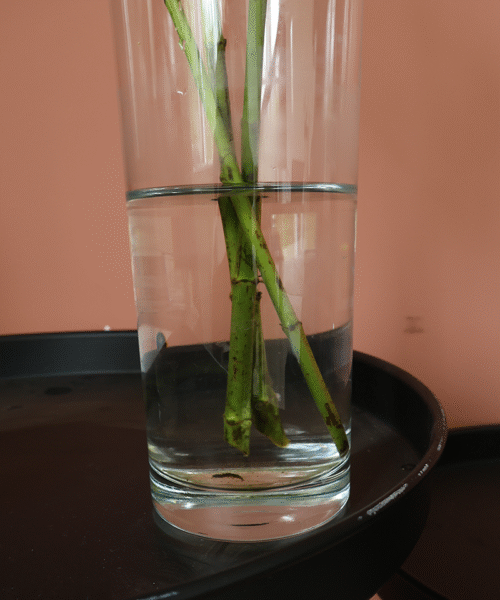 zonder chloor water vaas